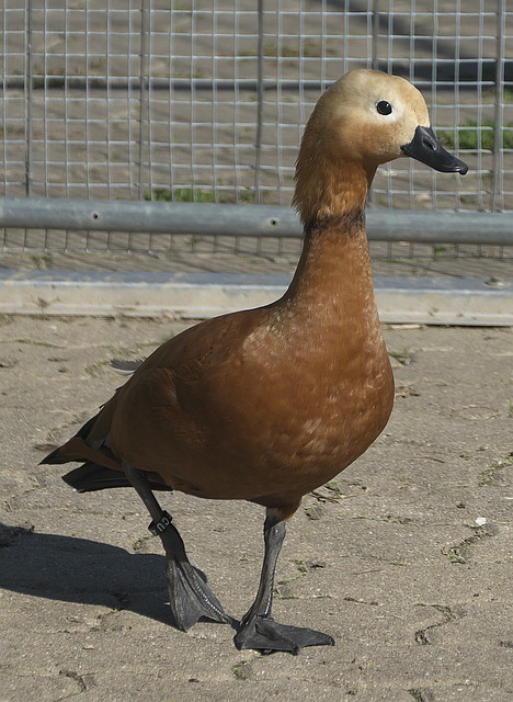 命力